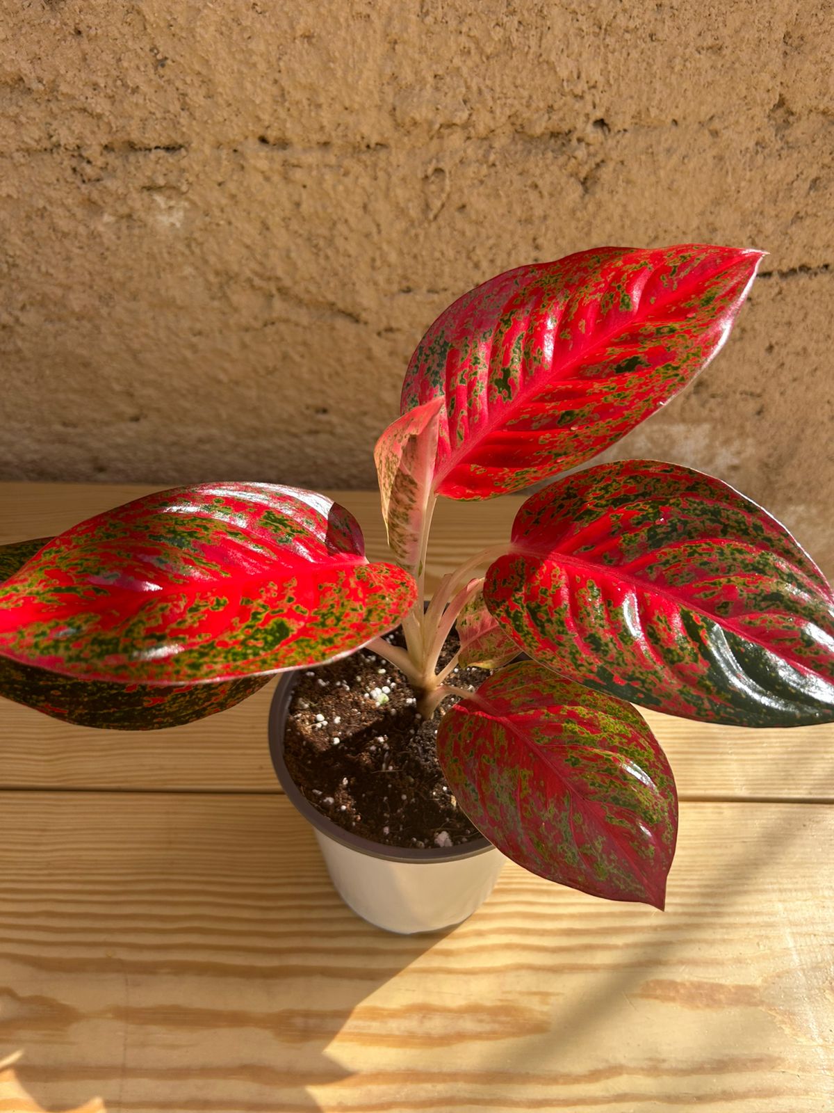 Aglaonema Red Stardust  Roots & Bloom
