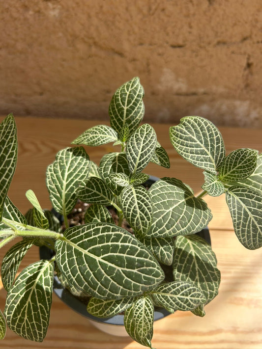 Fittonia plant
