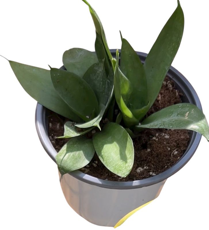 Baby Birds Nest Snake Plant -'Jade Star'