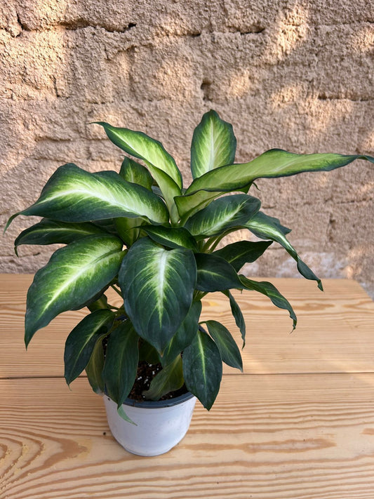 Camille Dieffenbachia