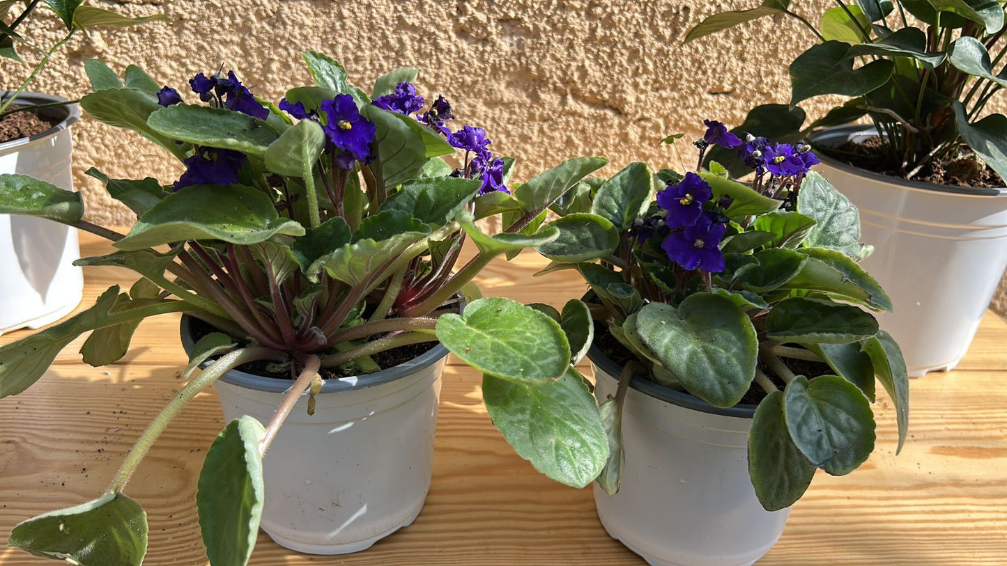 African Violet