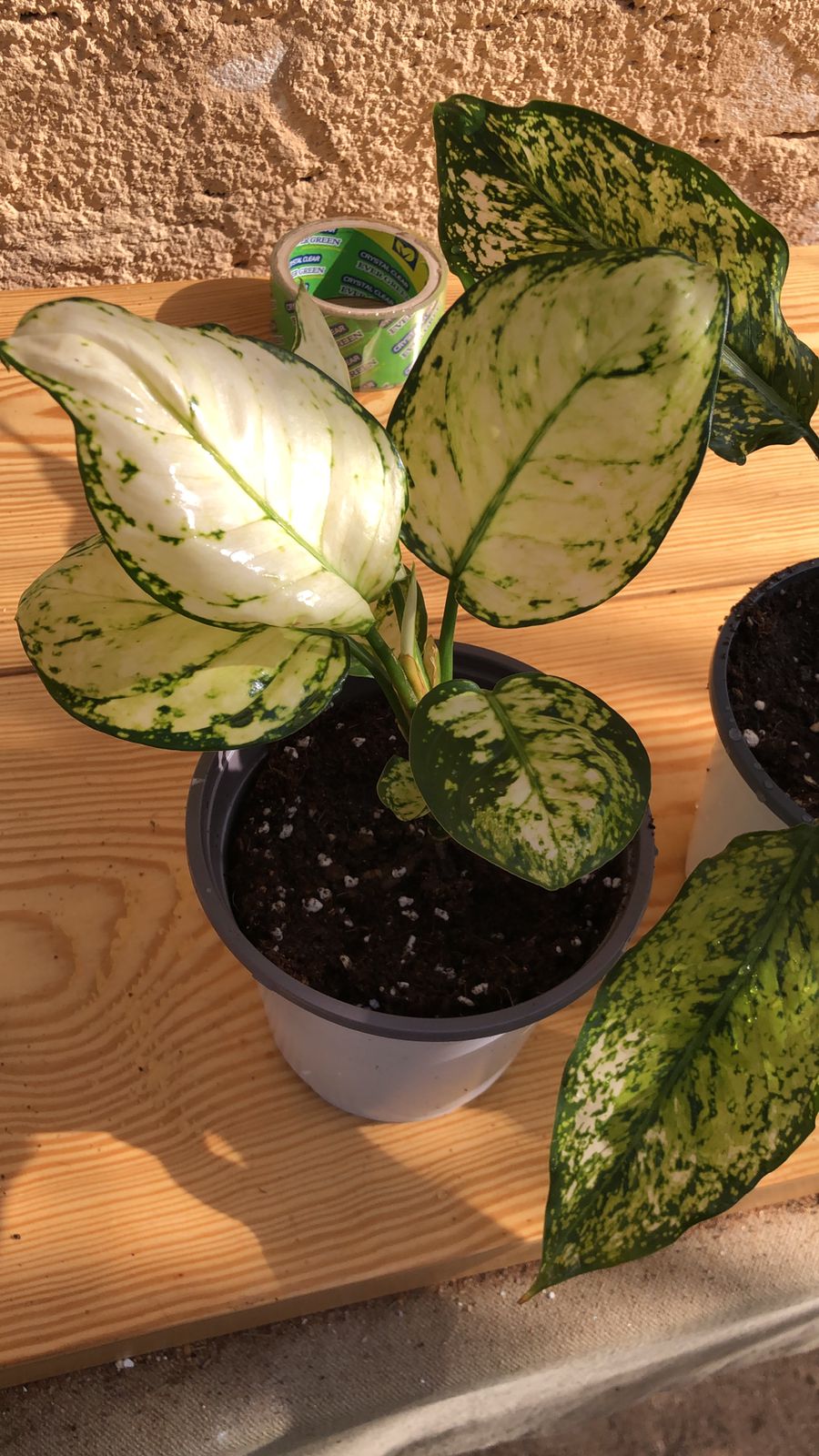 Aglonema Super White