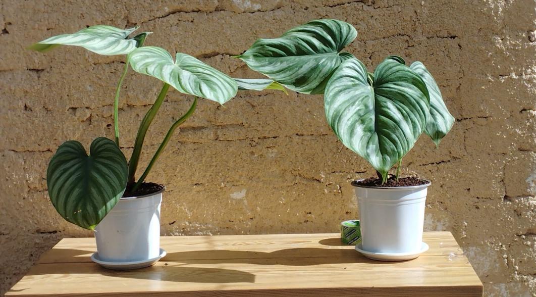 Philodendron Mamei