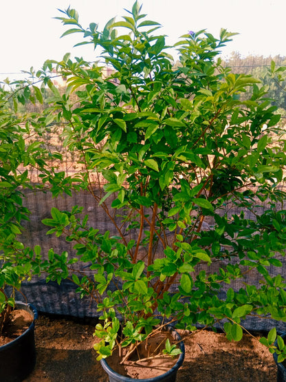 Brunfelsia pauciflora (Morning noon and night)