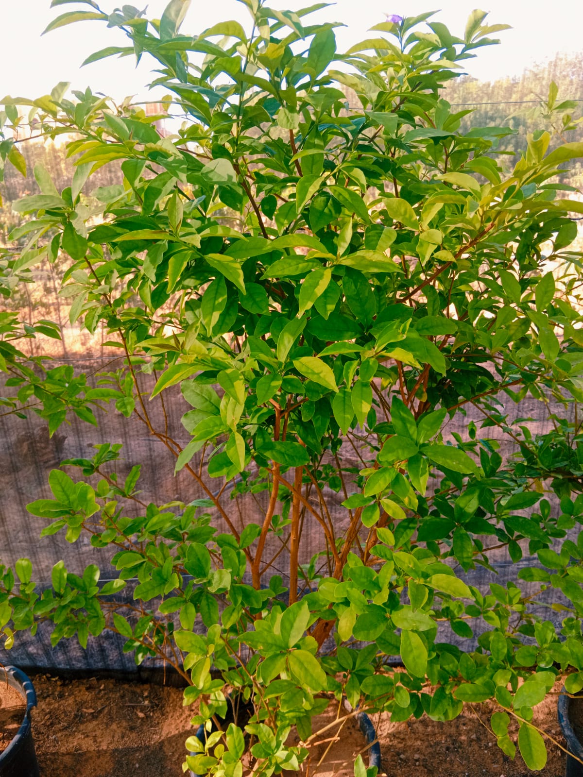 Brunfelsia pauciflora (Morning noon and night)