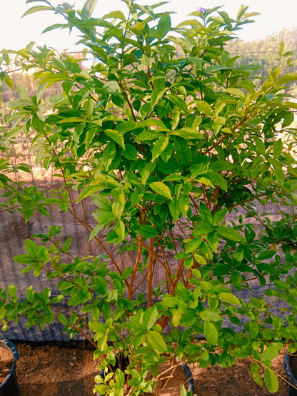 Brunfelsia pauciflora (Morning noon and night)