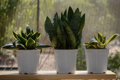 Dwarf Tiger snake plant