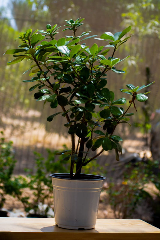 Pittosporum