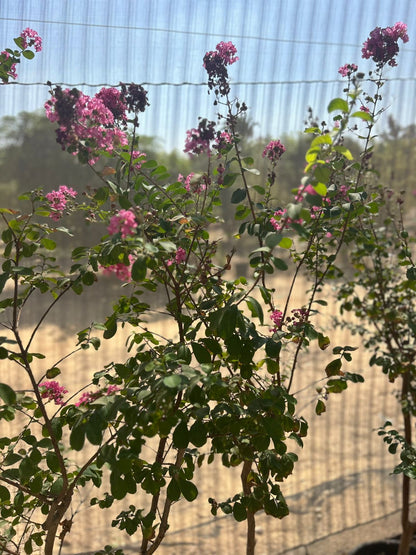 Bauhinia variegata