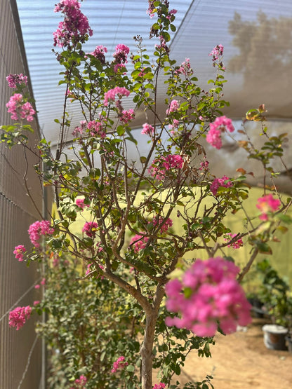 Bauhinia variegata