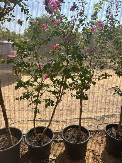 Bauhinia variegata
