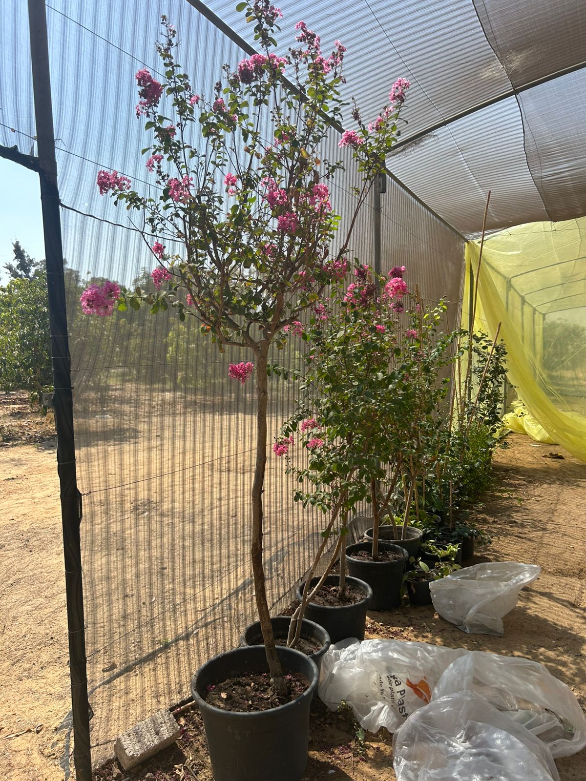 Bauhinia variegata