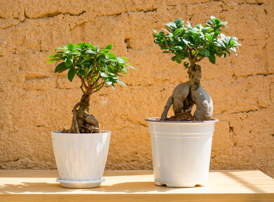 Bonsai Ficus