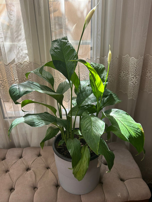 Peace Lily