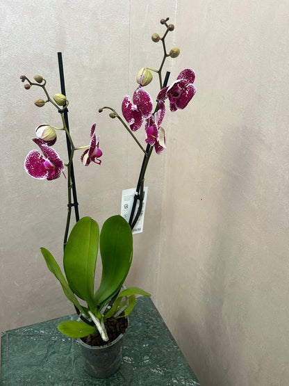 phalaenopsis orchid