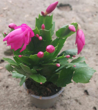 Imported Christmas Cactus (Schlumbergera)