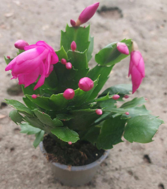 Imported Christmas Cactus (Schlumbergera)