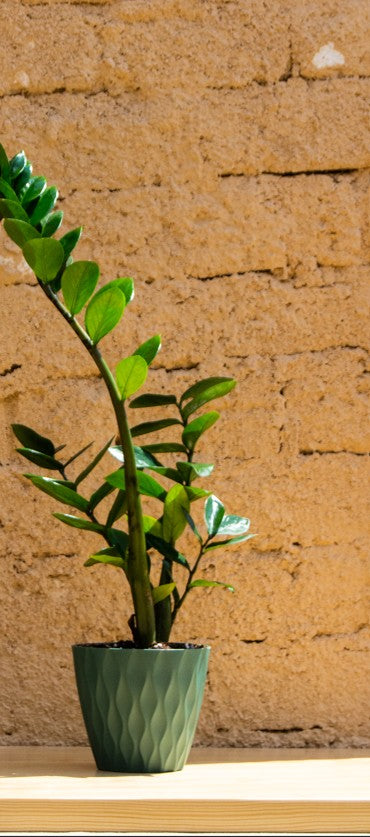 ZZ Green Zamia