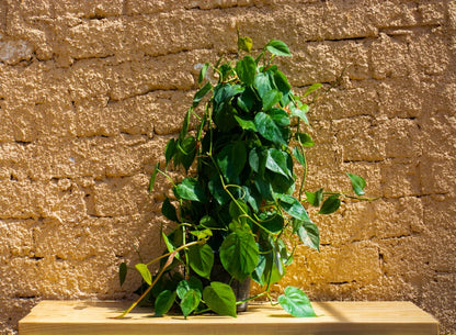 Philodendron heartleaf