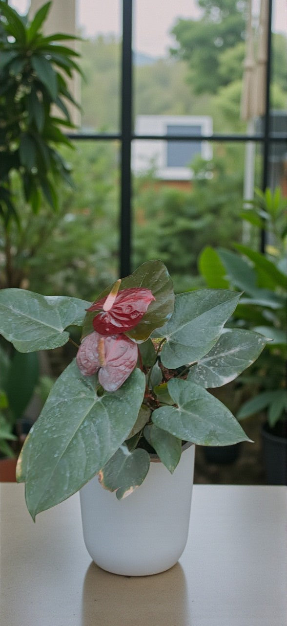 نبات أنثريوم اسود