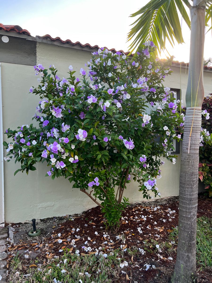 Brunfelsia pauciflora (Morning noon and night)