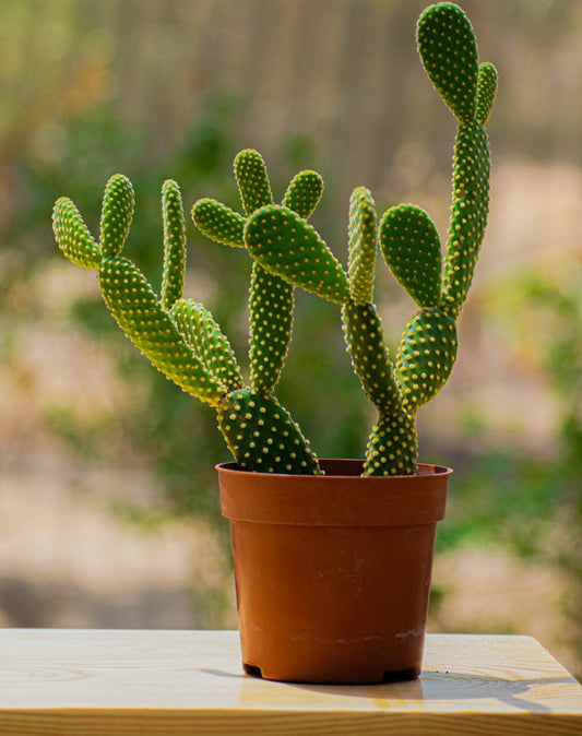 Bunny Ears Cactus