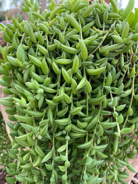Senecio Radicans (String of banana )
