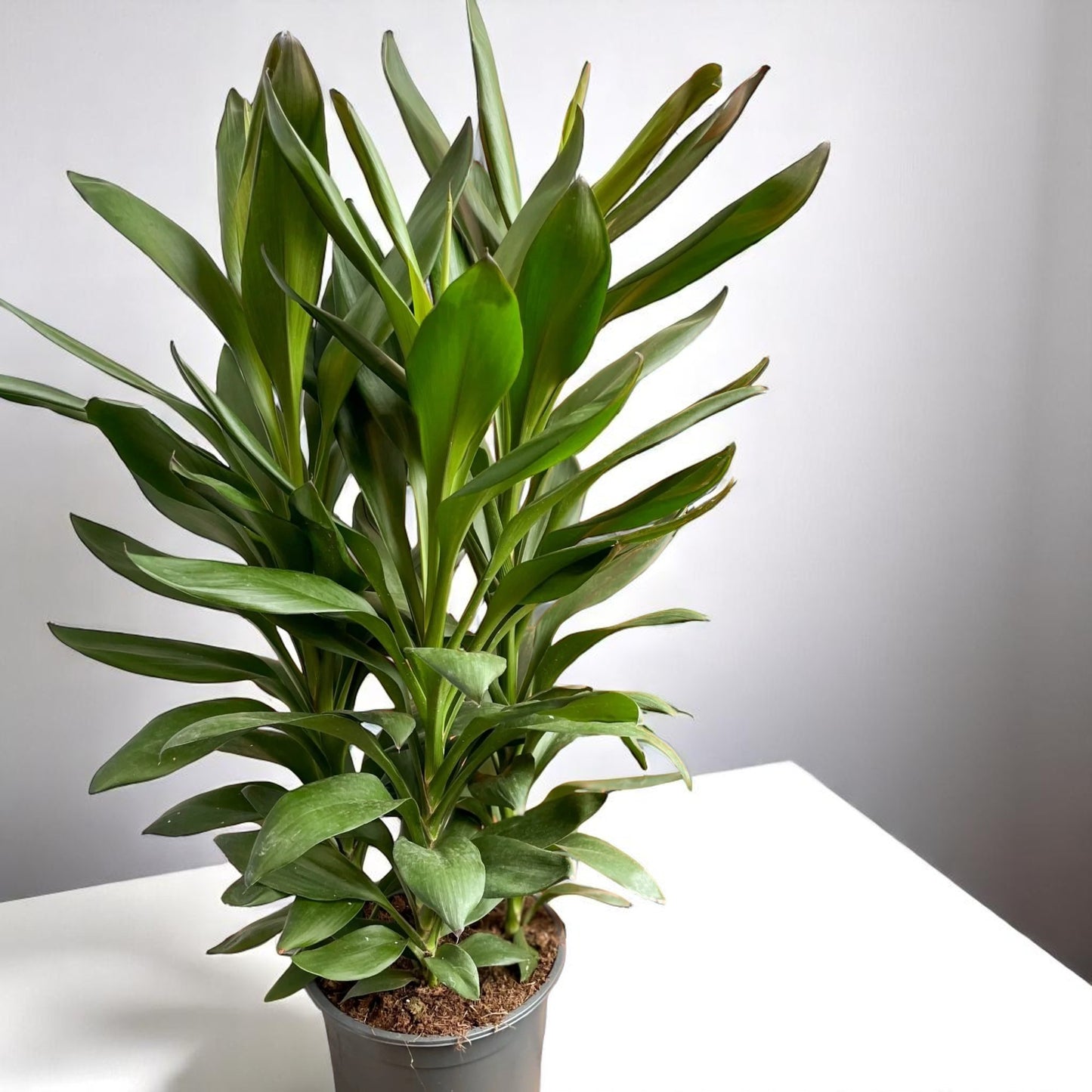 Cordyline Fruticose 'Glauca'