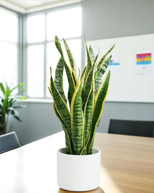 Sanseviera or Snake Plant