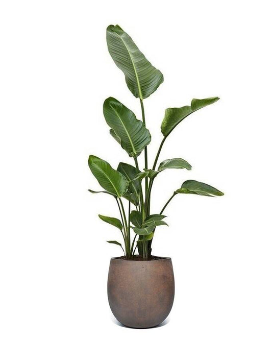 Strelitzia Augusta