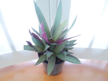 Tradescantia spathacea(rheo green/ the Oyster Plant/ Moses in a Cradle)