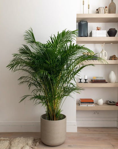 Areca