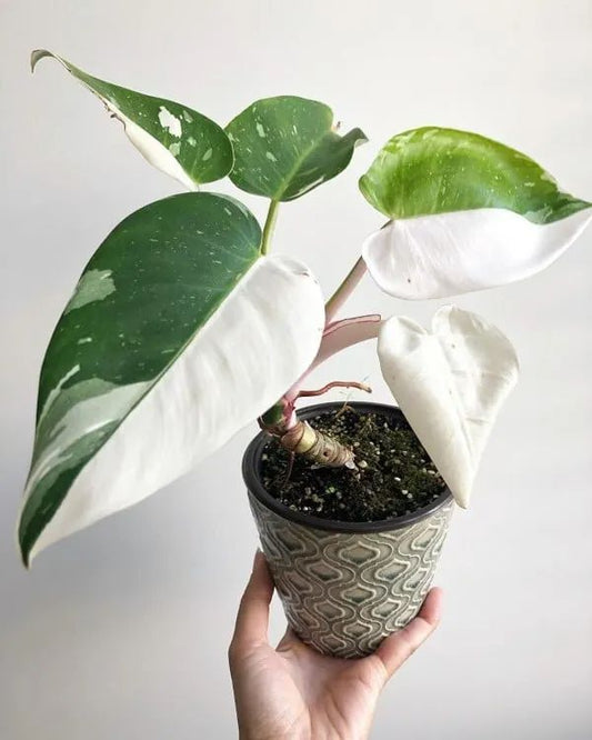 Philodendron White Princess