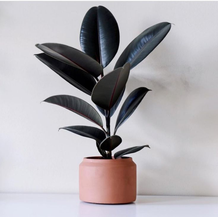 Ficus elastica “black prince”