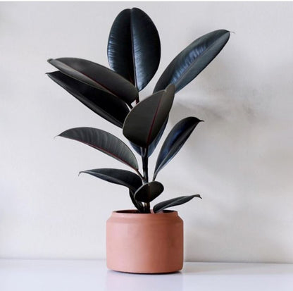 Ficus elastica “black prince”