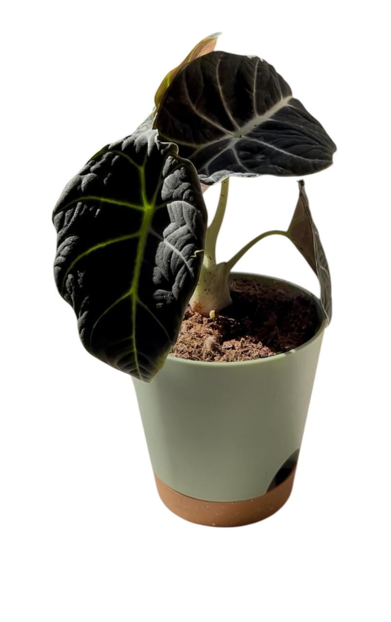 Alocasia Green Velvet