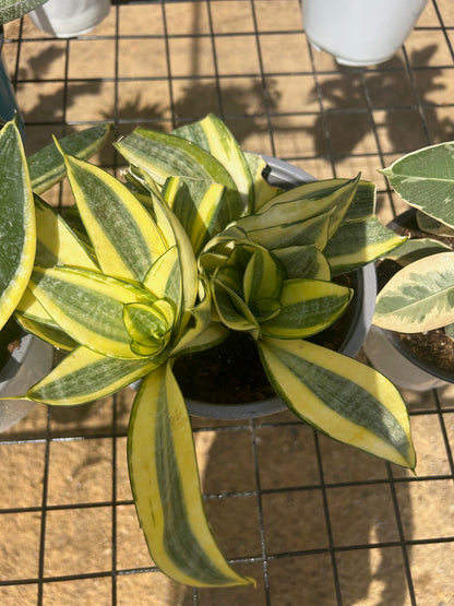 Baby Birds Nest Snake Plant -Gold Hanhi