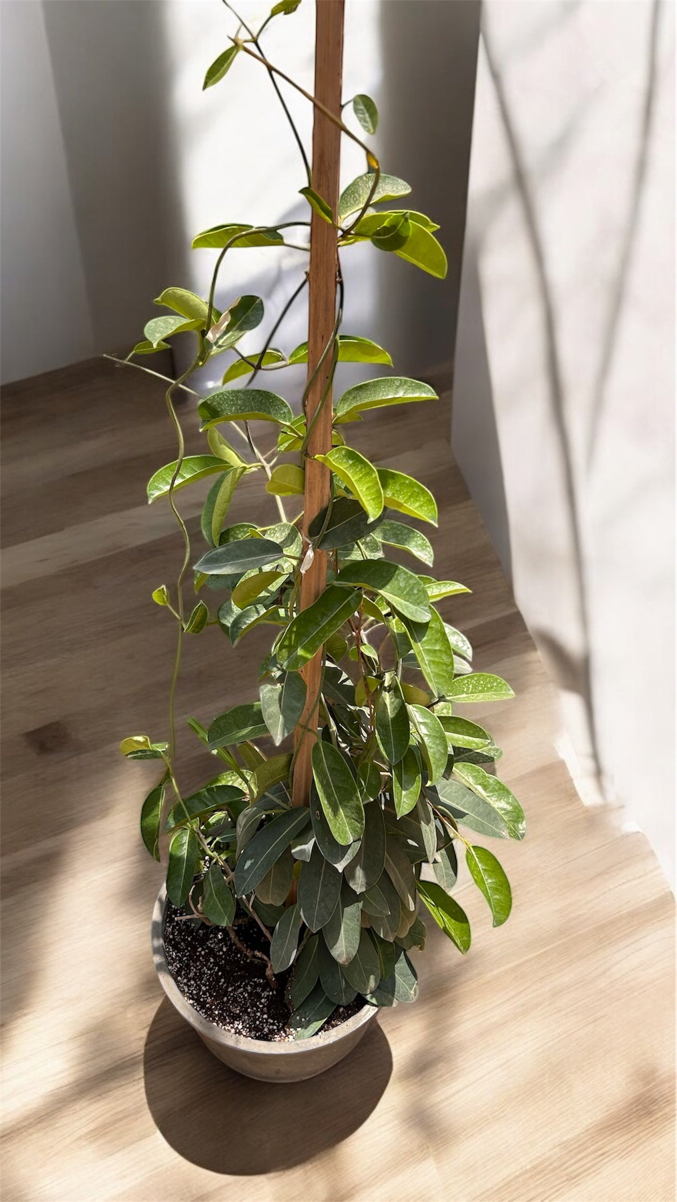 Madagascar Jasmine