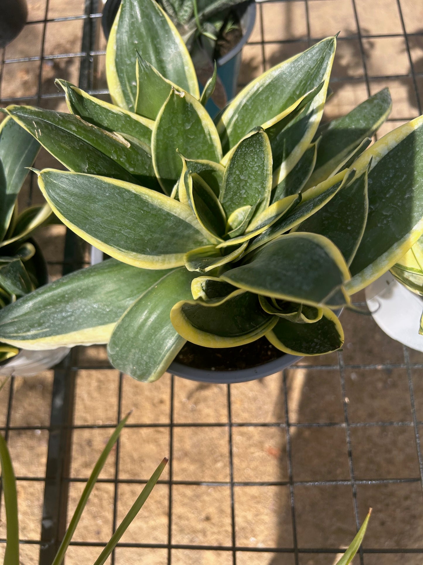 Baby Birds Nest Snake Plant -Black Star