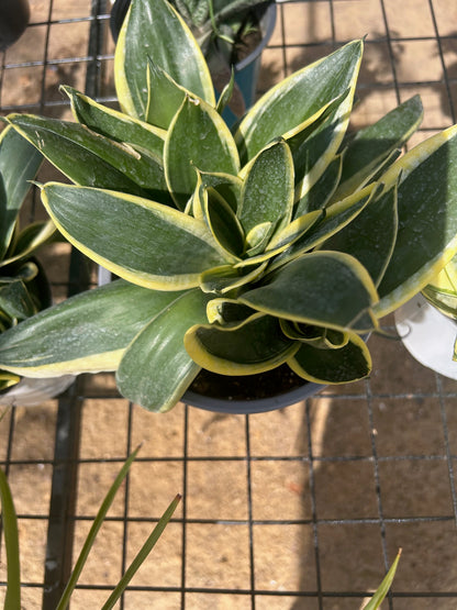 Baby Birds Nest Snake Plant -Black Star