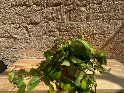 Philodendron heartleaf