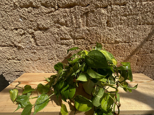 Philodendron heartleaf