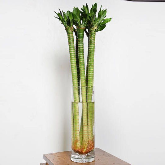 Lotus bamboo