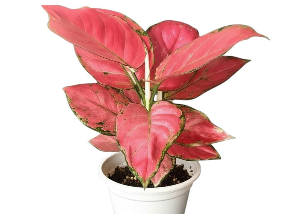Aglaonema Pink star
