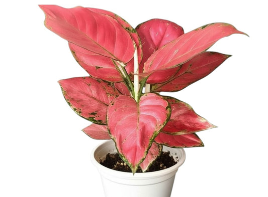 Aglaonema Pink star