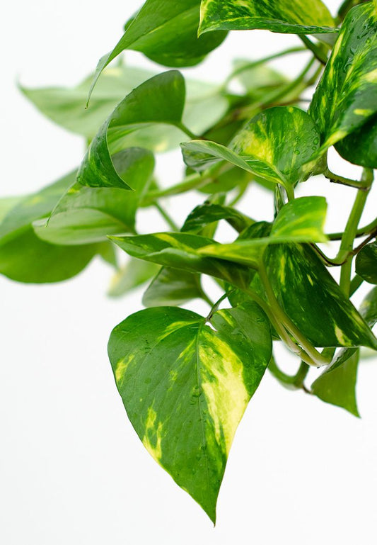 Scindapsus