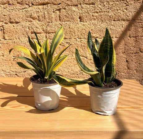 Tiger Snake Plant