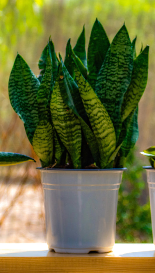 Dwarf Tiger snake plant