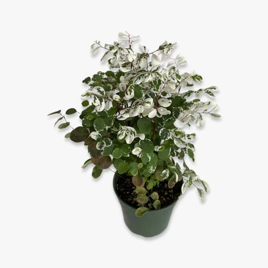 Phyllanthus or Snow Bush