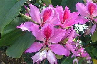Bauhinia variegata